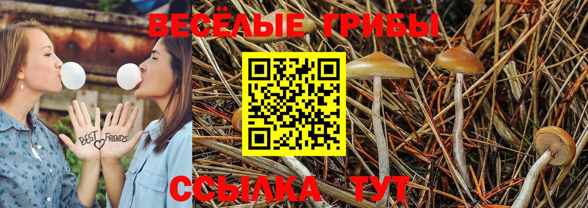 Псилоцибиновые грибы Psilocybe Красноуфимск